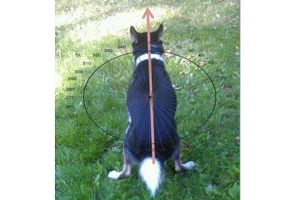 0102-dogs-magnetic-field_full_600