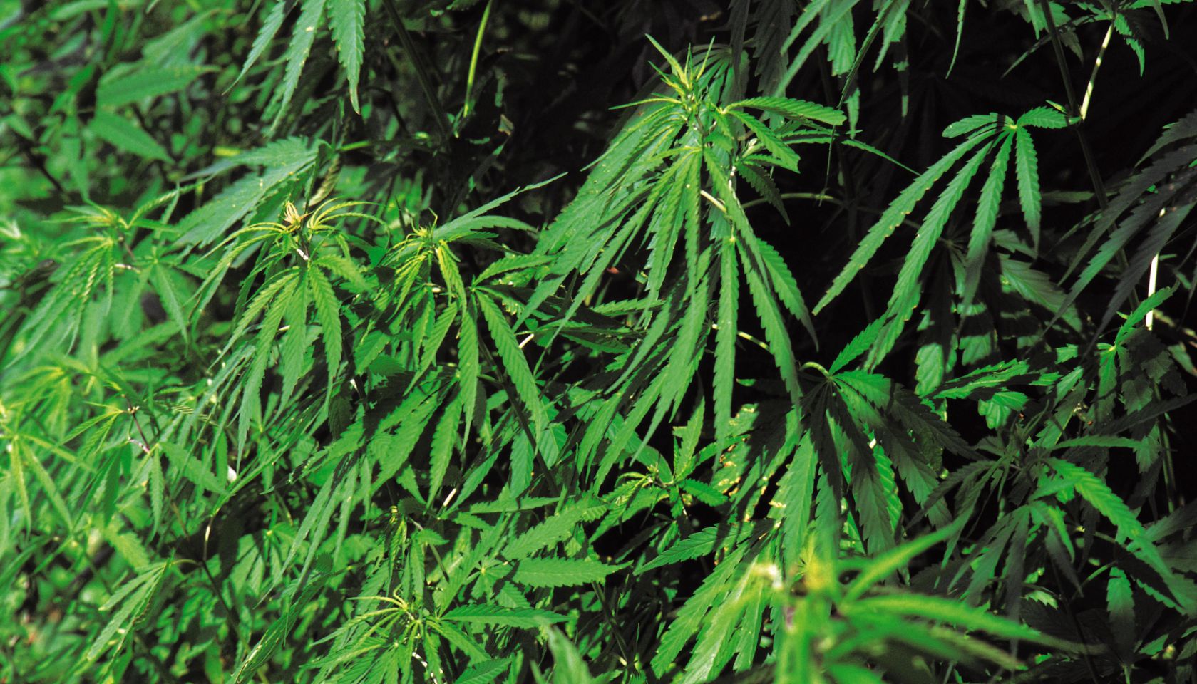 cannabis