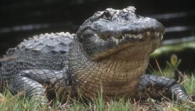 American alligator (Alligator mississippiensis) Adult basking