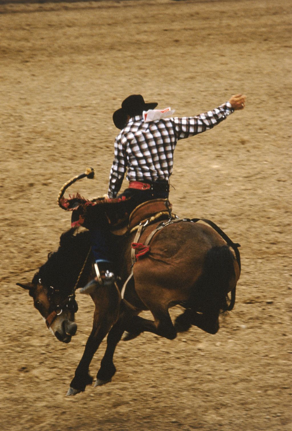 Bucking bronco rider in action at rodeo, side view