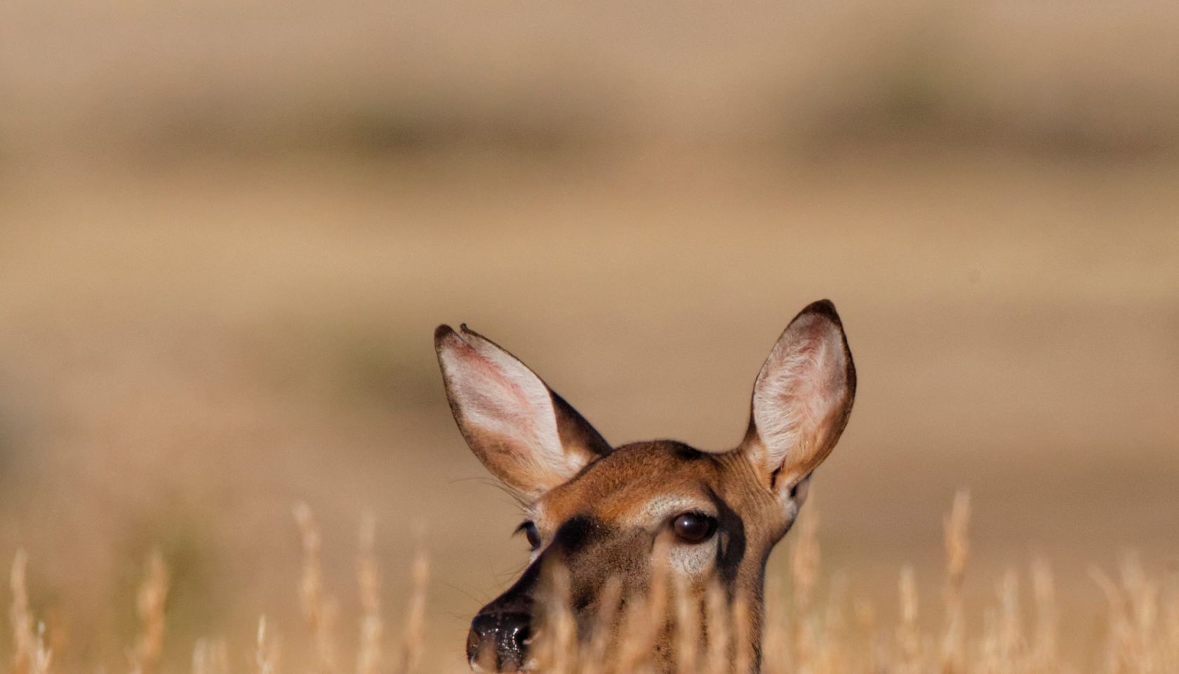 Doe Eye-deep In Tall Prairie Grass