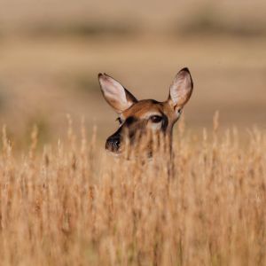 Doe Eye-deep In Tall Prairie Grass
