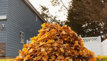 A huge pile of raked fallen autumn leaves in a yard.