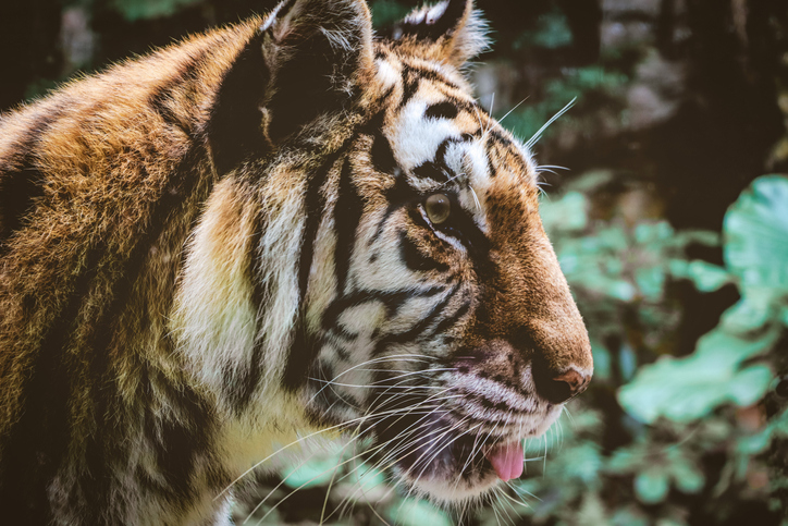 Close-Up Of A Tiger Looking Away