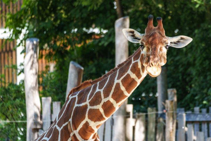 Houston Zoo Tickets for $7.13 July 12-13