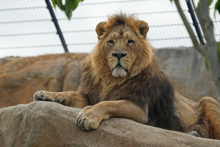 Asiatic lion