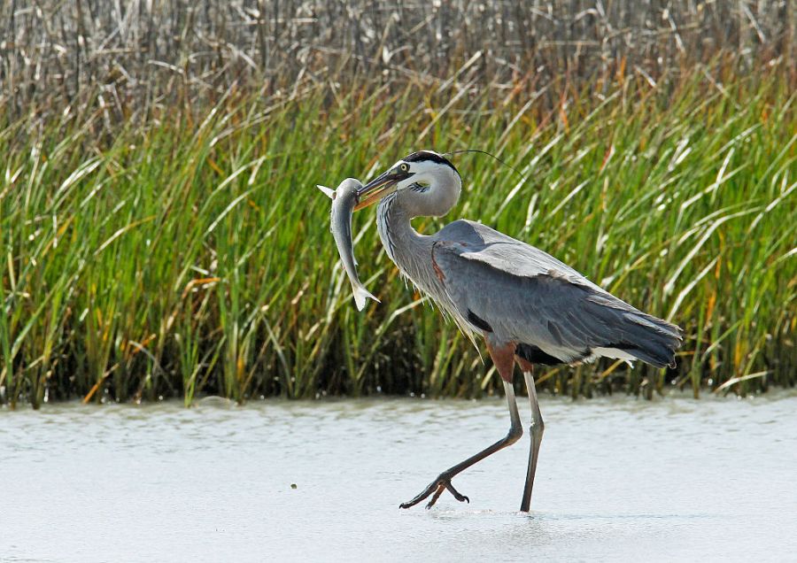 United States, Texas: great blue heron (ardea herodias) catching a fish, a flathead grey mullet (mugil cephalus)