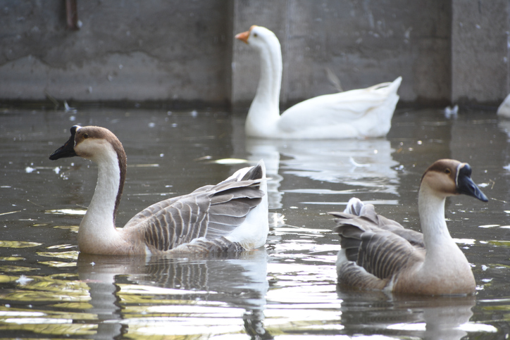The Chinese is an international breed of domestic goose, known by this name in Europe and in North America. Unlike the majority of goose breeds, it belongs to the knob geese, which derive from Anser c