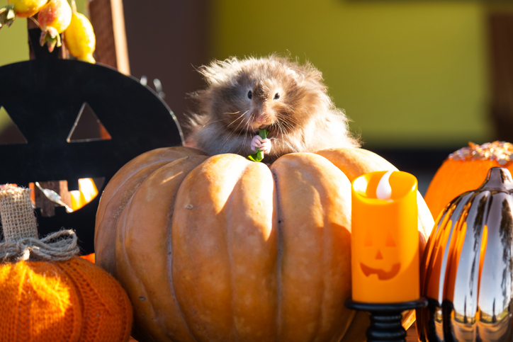 Zoo Boo at Houston Zoo