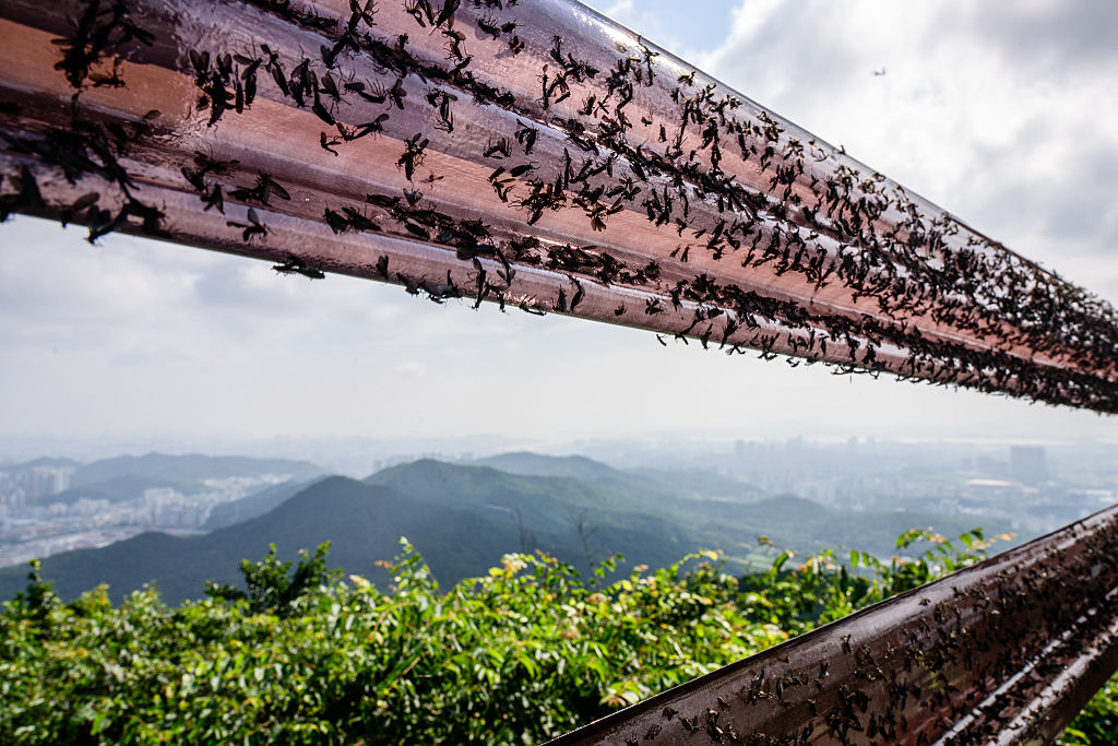 SKOREA-NATURE-INSECTS-LOVEBUGS